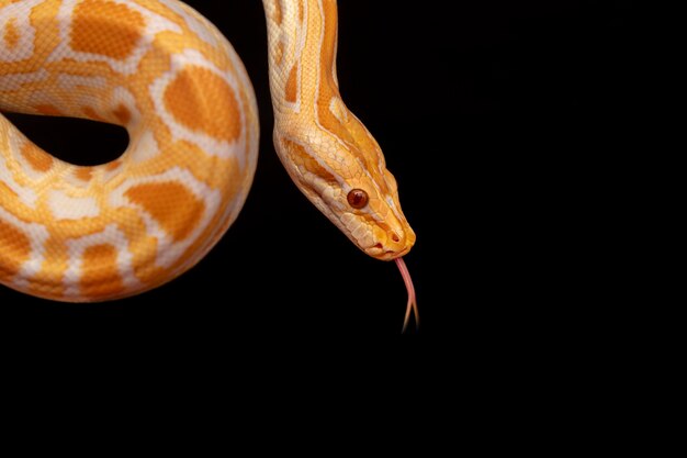 Goldpython, Netzpython (Python Reticulatus).