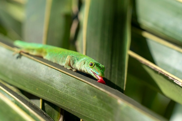 Goldstaubgecko leckt ein Blatt