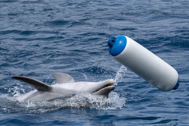 Foto golfinho brincando com bóia de plástico