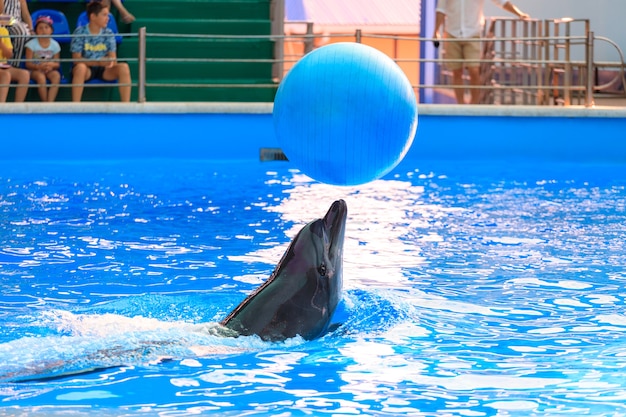 Foto golfinho brincando com uma bola na piscina. foto de alta qualidade