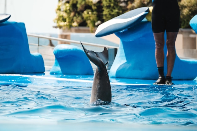 Foto golfinho cinzento selvagem nadando debaixo d'água em uma piscina transparente durante o dia