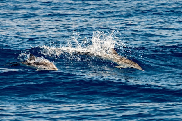 Golfinho enquanto salta no mar azul profundo