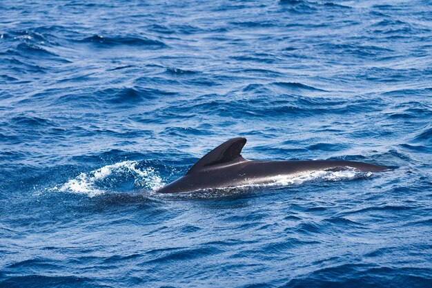 golfinho nadando no mar azul com a barbatana dorsal acima da superfície da água conceito de vida marinha e ecologia