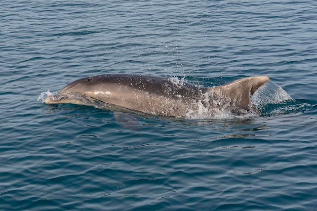 Golfinho-nariz-de-garrafa comum ou golfinho-nariz-de-garrafa do AtlânticoTursiops truncatus Málaga Espanha