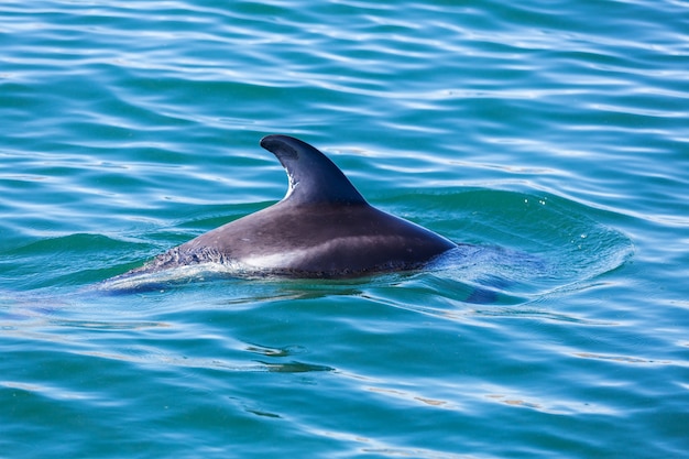 Golfinho no oceano, Argentina