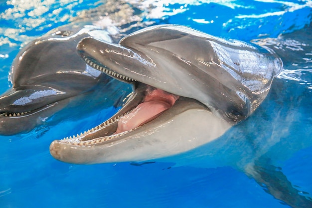 Golfinho sorridente Dois golfinhos na água O golfinho em primeiro plano abriu a boca