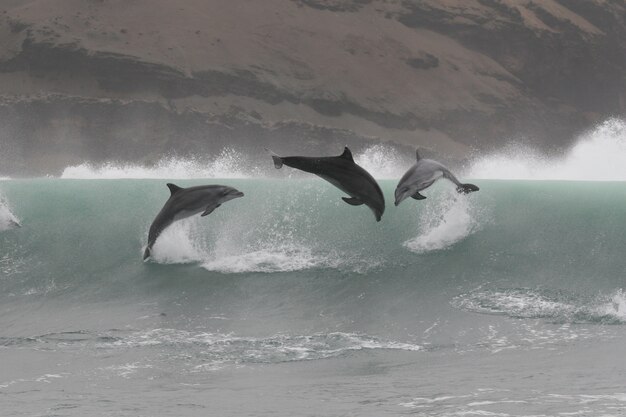 Golfinhos bottlenose selvagens saltando da costa do Peru