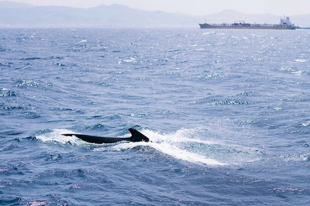 golfinhos nadando em frente a um navio petroleiro conceito de vida selvagem marinha e tráfego marítimo de mercadorias