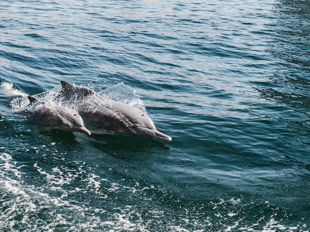 Golfinhos nadando nas ondas do mar no fundo dos raios do sol brilhante.