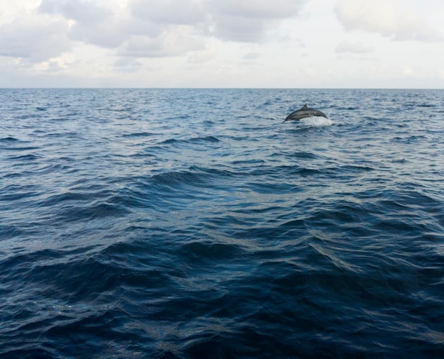 Golfinhos-rotadores pulam e brincam no oceano das Maldivas