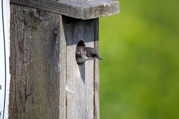 Golondrina de árbol saliendo de una caja nido