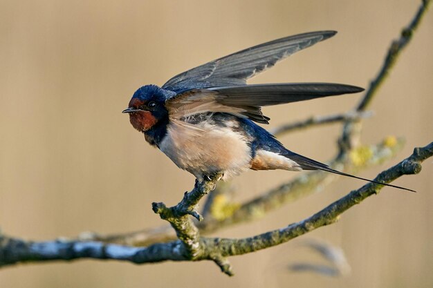 Golondrina común Hirundo rustica