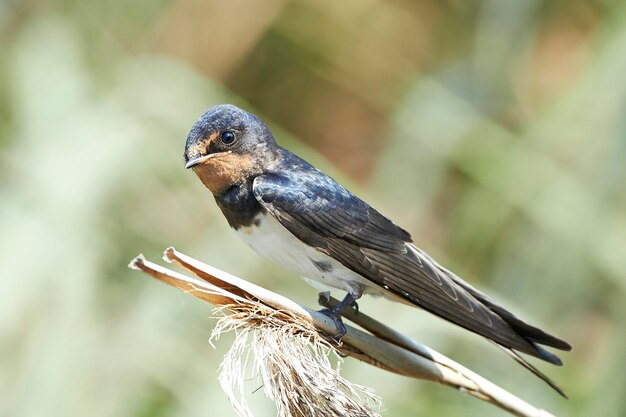 Golondrina común Hirundo rustica