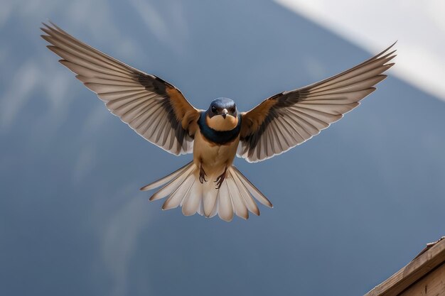 Foto una golondrina de granero con las alas extendidas