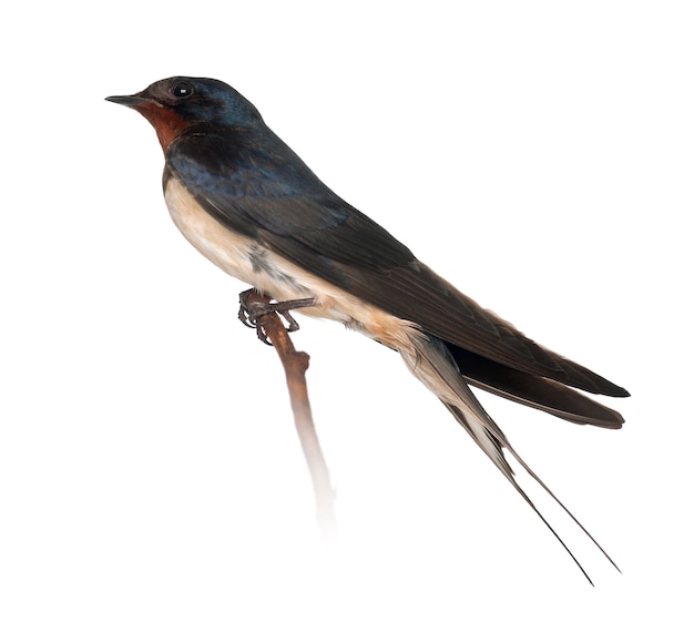 Golondrina, Hirundo rustica, donde se posan contra el fondo blanco.