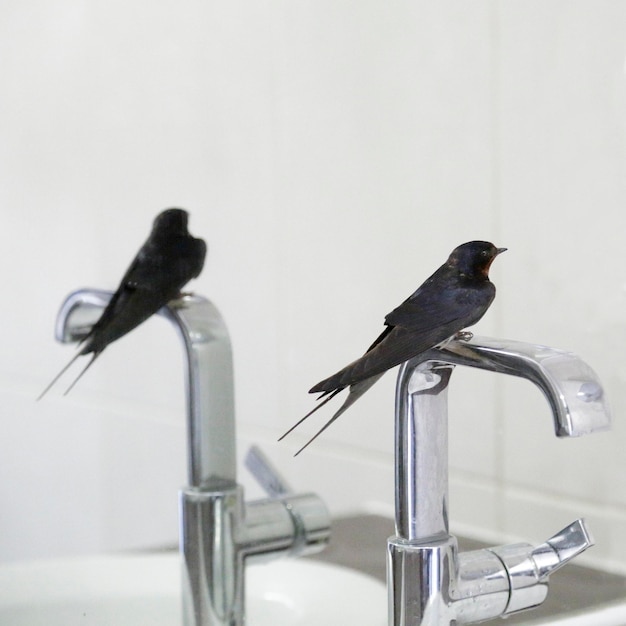 Golondrina hirundo rustica posado en un grifo reflejado en un espejo