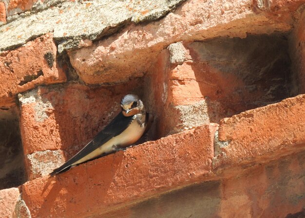 Una golondrina entre los ladrillos