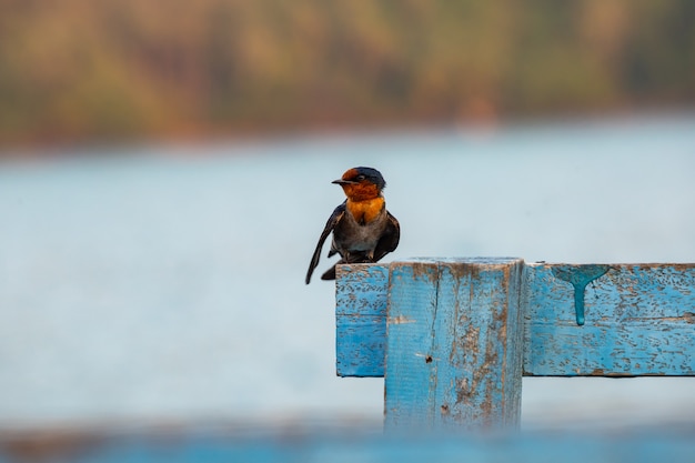 La golondrina a la luz de la mañana.