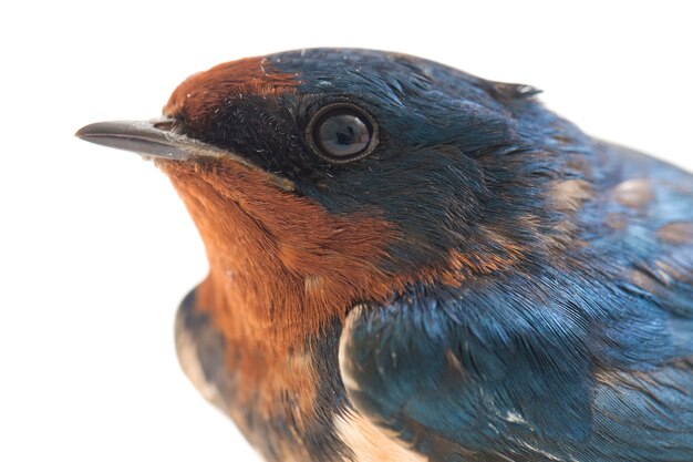 Golondrina de pájaro rápido sobre un fondo blanco.