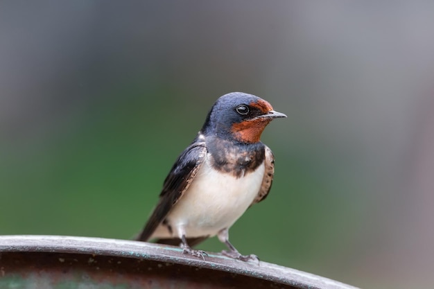 Golondrina de pueblo en la cercax9