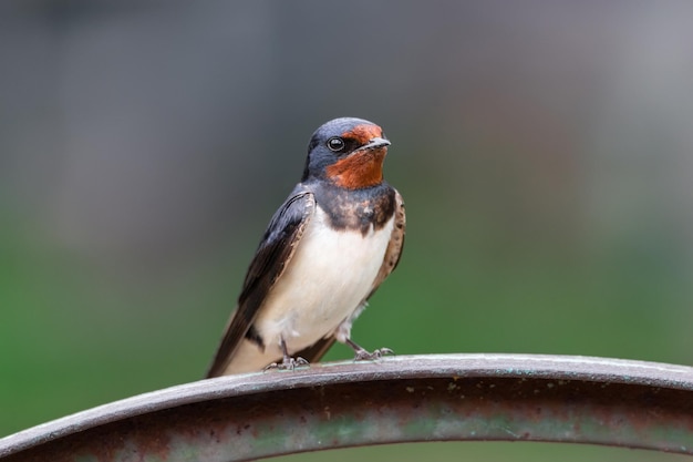 Golondrina de pueblo en la cercax9