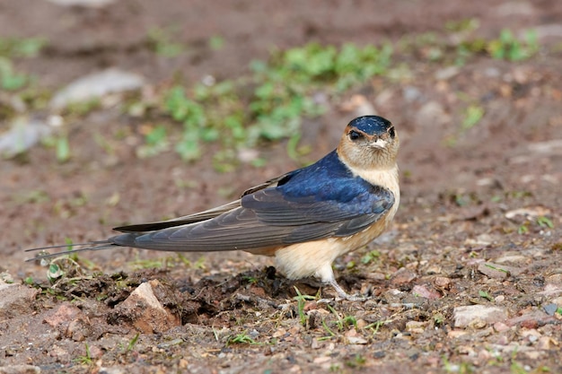 Golondrina rabadilla Cecropis daurica