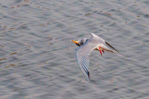 Una golondrina de río en turno justo después de zambullirse