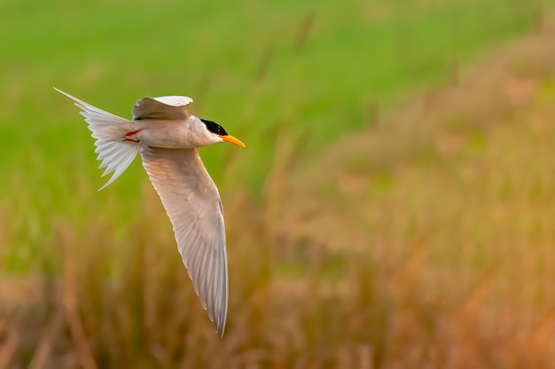 Una golondrina de río volando sobre un campo de hierba