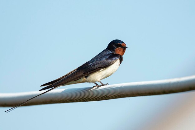 Una golondrina sentada en un alambre