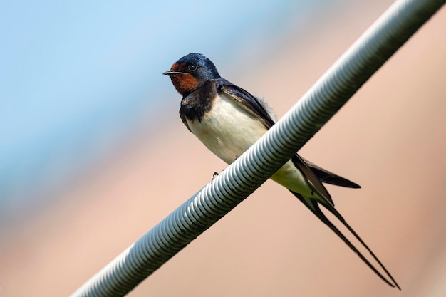 Una golondrina sentada en un alambre