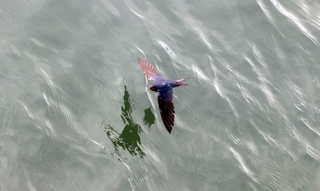 Golondrina vuela sobre el agua con las alas abiertas