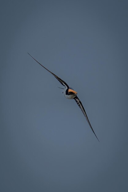 Foto las golondrinas de cola de alambre con las alas extendidas diagonalmente