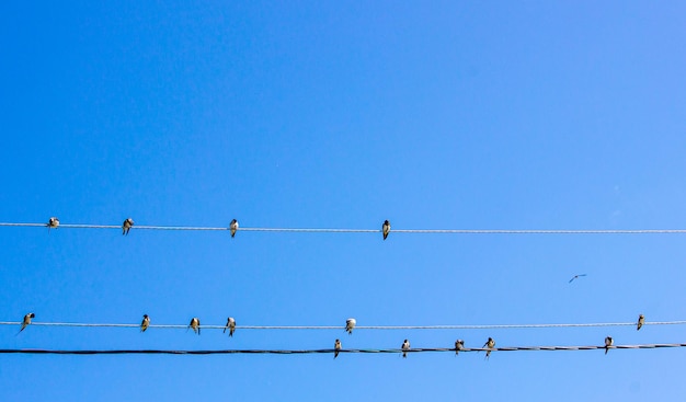 Las golondrinas se posan sobre cables contra el cielo Una bandada de golondrinas sobre cables eléctricosEmigración de pájaros