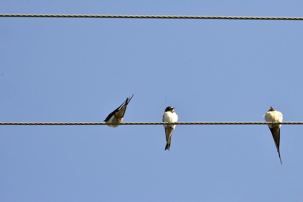 golondrinas sentadas en los cables de la mañana shotm imagen de un