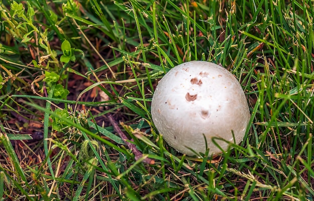 Foto golovach gigante latin calvatia gigantea é uma espécie de fungos do gênero golovach bovista