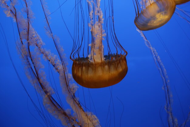 Golpe de medusa en el agua