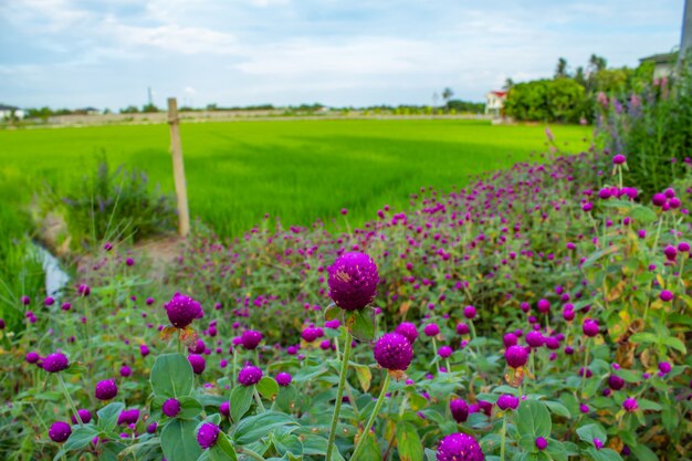 Gomphrena globosa en el campo de arroz.