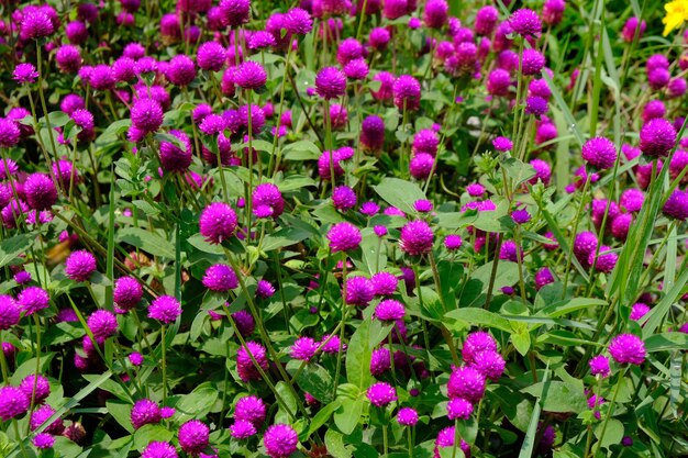 Gomphrena globosa, comumente conhecida como globo amaranto, é uma planta comestível da família Amaranthaceae.