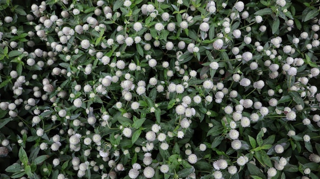 Gomphrena Globosa o Gomphrena Dwarf Cissy White bush forman un hermoso fondo en un jardín