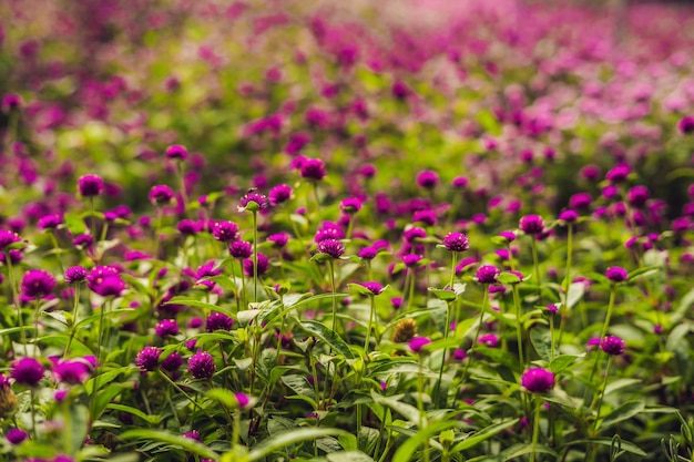 Gomphrena globosa oder Fireworks Flower ist eine schöne rosa kleine Blume im Garten