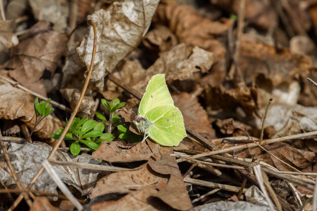 Foto gonepteryx rhamni en flor