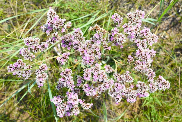 Goniolimon speciosum Blumen wachsen auf der Insel Olchon