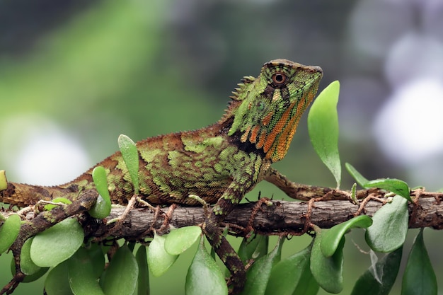 Gonocephalus kuhlii Eidechse Nahaufnahme auf Ast