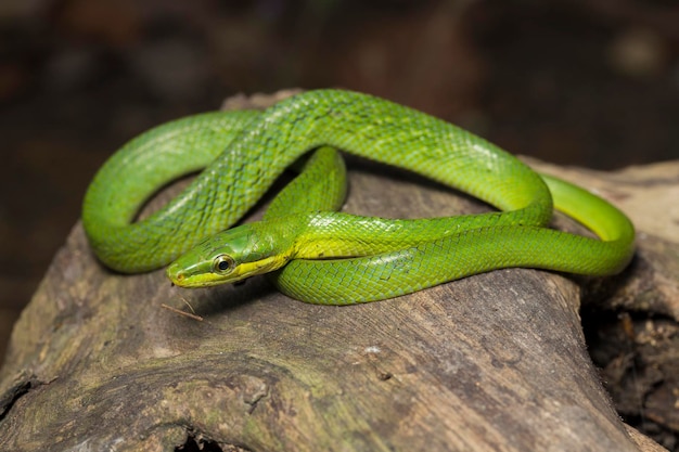 Gonyosoma oxycephalum a cobra-rato arbórea a cobra-rato verde de cauda vermelha e a raça de cauda vermelha