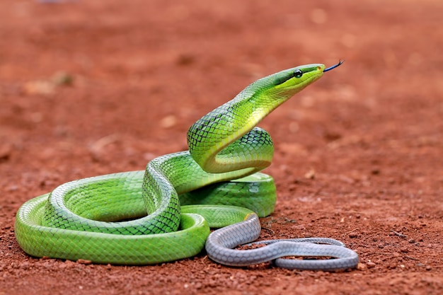 Gonyosoma oxycephalum, cobra rato verde no chão