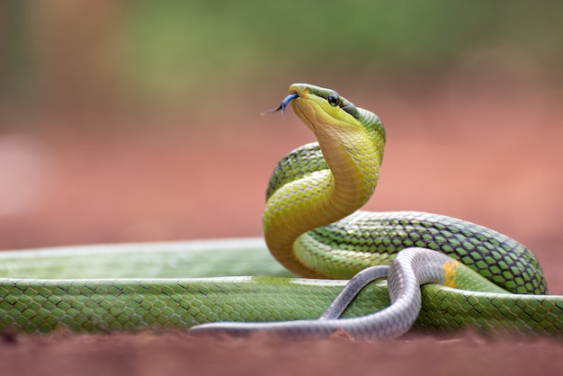 Foto gonyosoma oxycephalum conocido como serpiente rata verde de cola roja