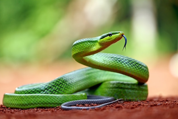 Foto gonyosoma oxycephalum, grüne rattenschlange am boden