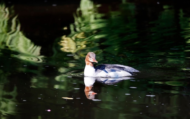 Goosander fêmea nadando no rio