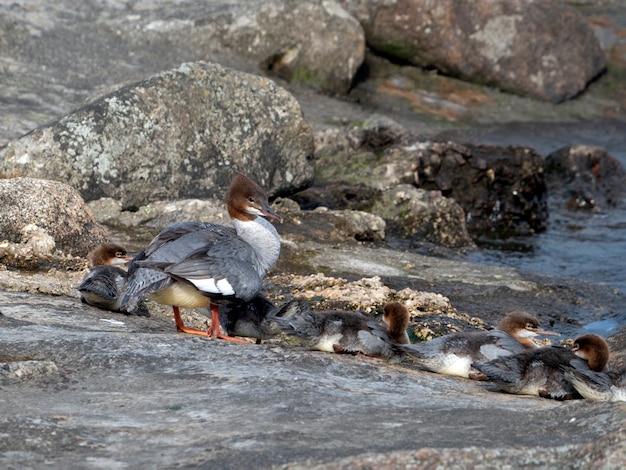 Goosander hembra (Mergus merganser) con polluelos se calienta sobre las rocas junto al río en un día soleado de verano