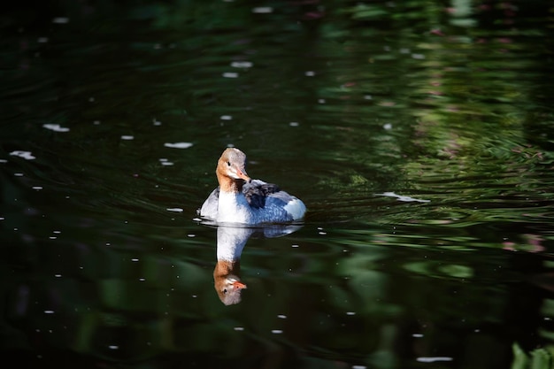 Foto goosander hembra nadando en el río